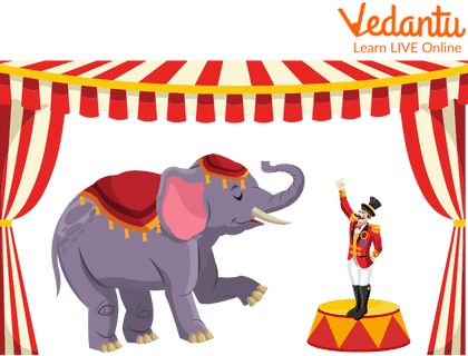 Elephant in Circus