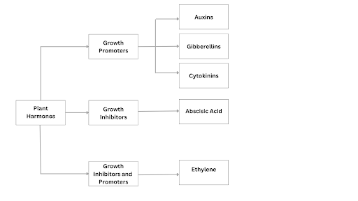 types of hormones