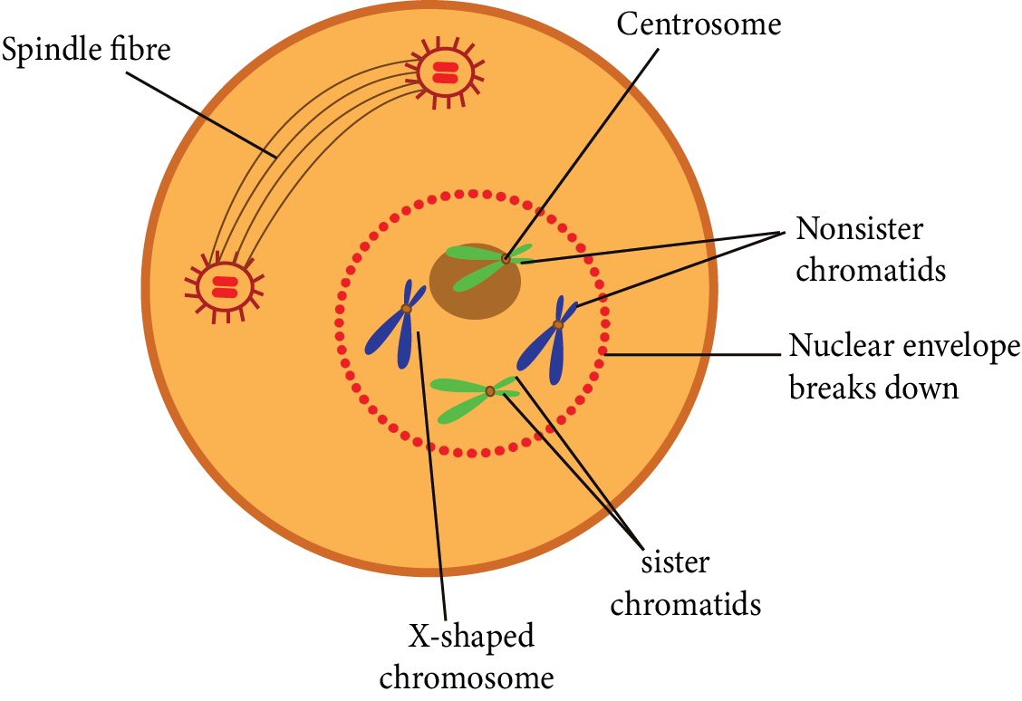 Prophase