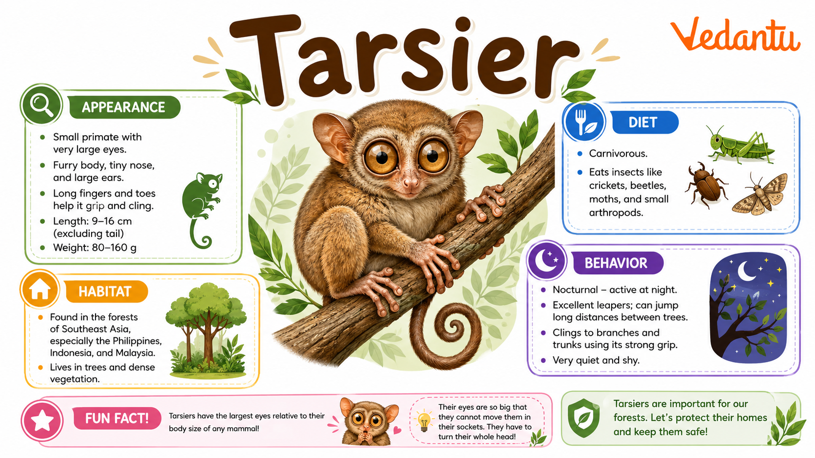 Tarsier with large eyes sitting on a tree branch