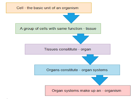 Flowchart of Organ System