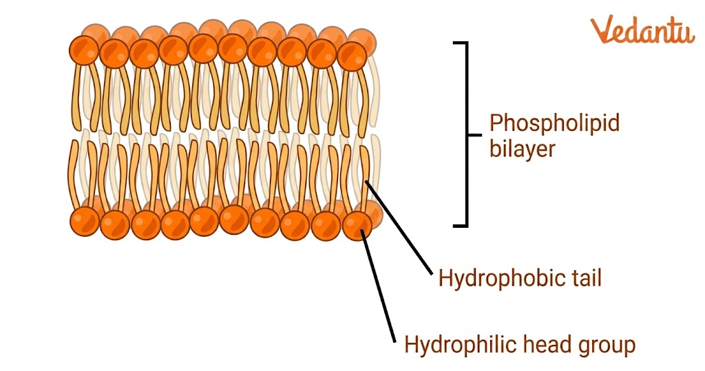 Phospholipid bilayer - structure and components