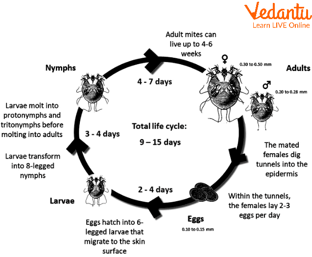 Life Cycle of a Scabies Mite