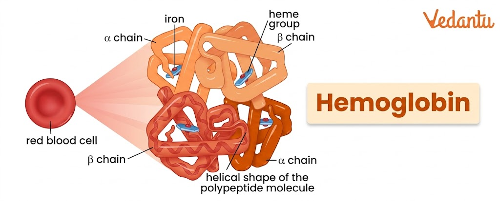 haemoglobin structure