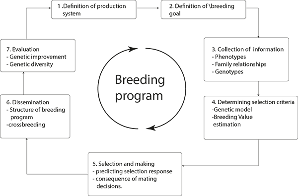 Steps of breeding program