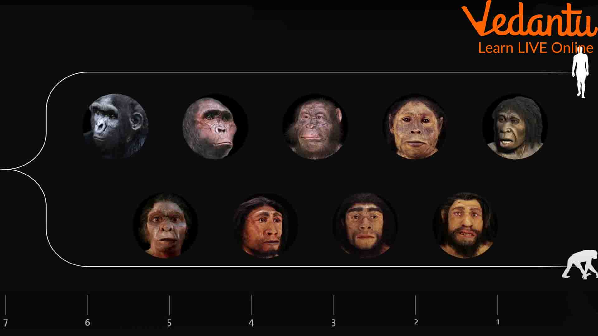 Human Evolution