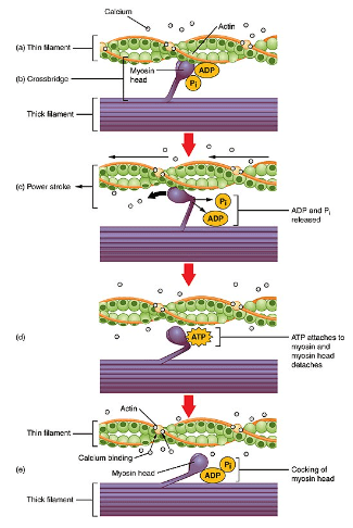 Initiation of Muscle Contraction