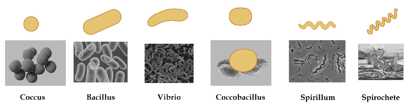 Shapes of Bacteria