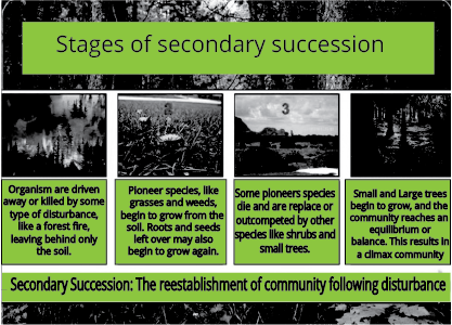 Stages of secondary succession