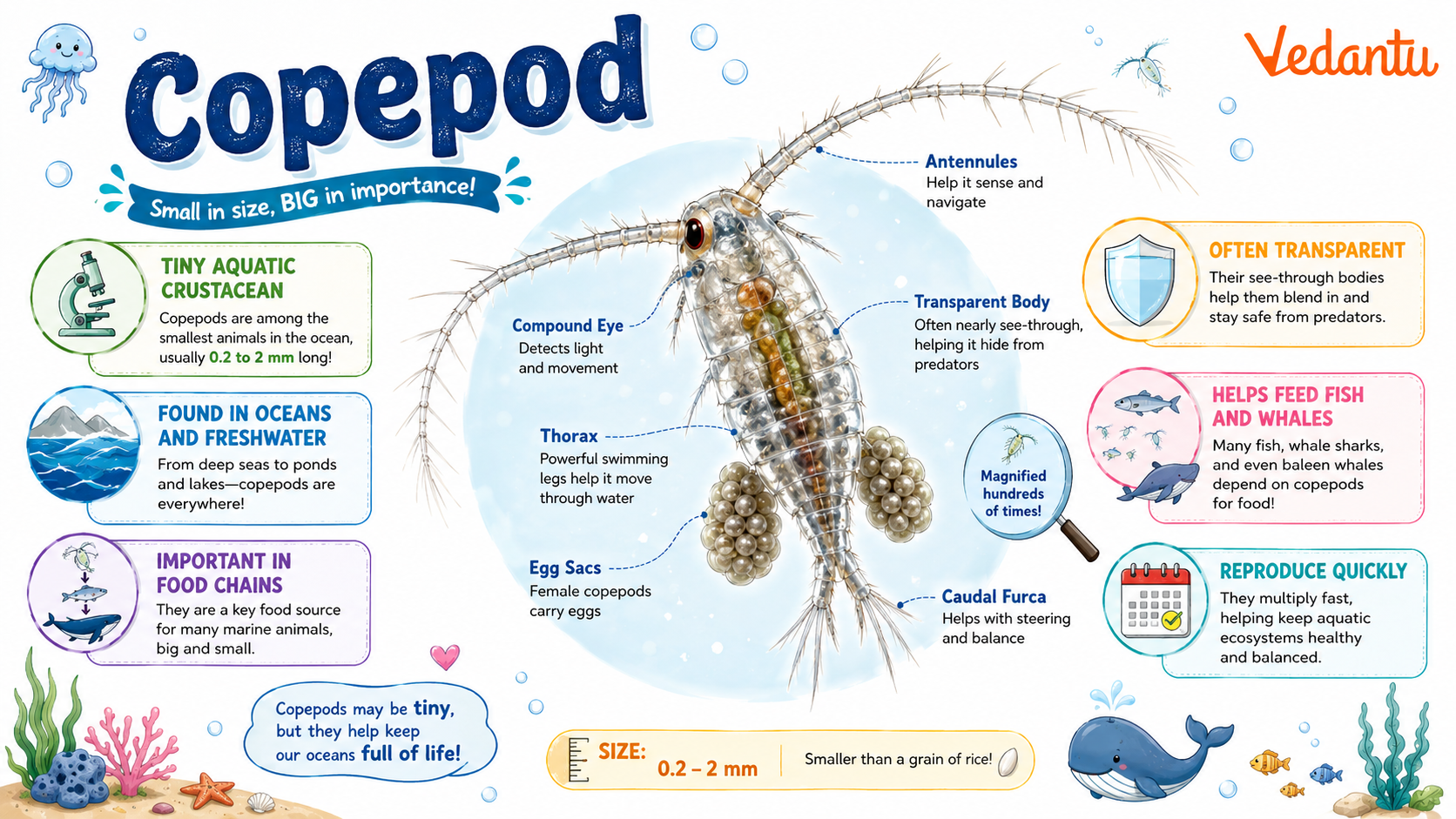 Copepod