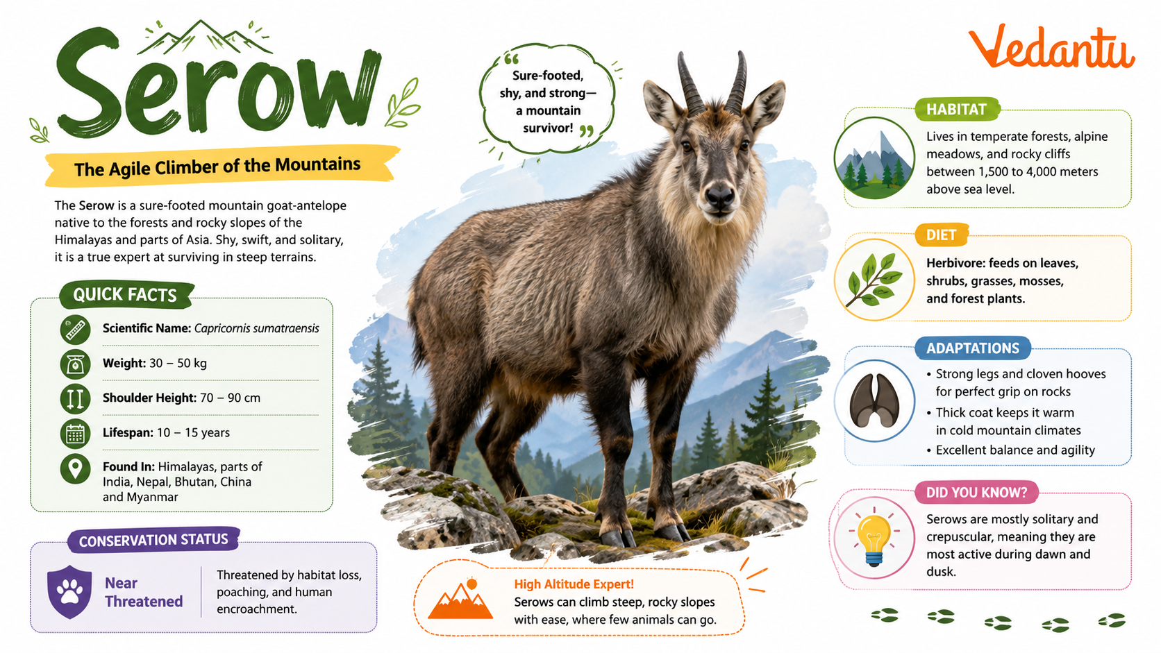 Serow animal standing on rocky mountain habitat