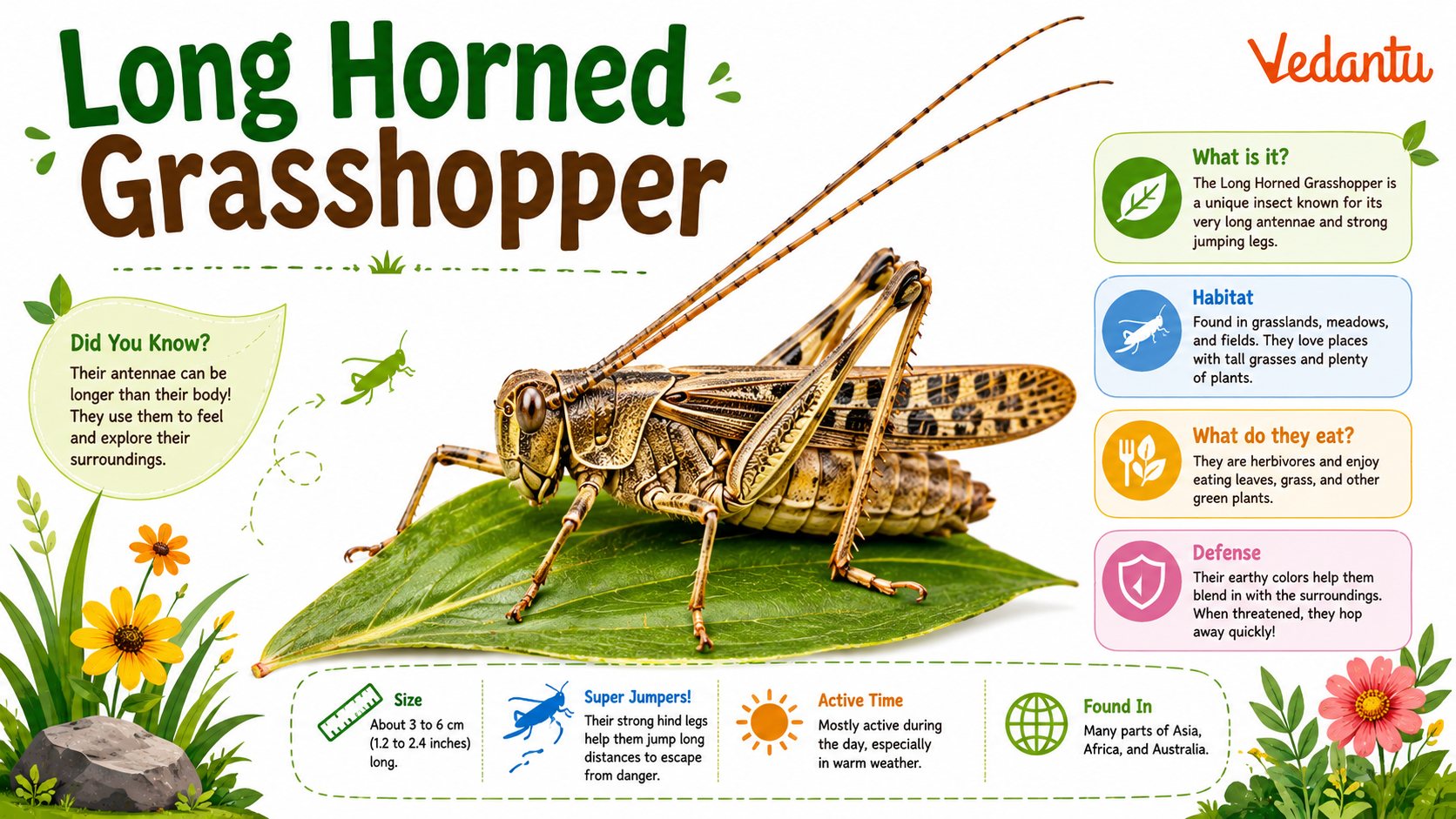 Long Horned Grasshopper