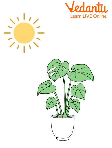 Sun Affects the Growth of Plants.