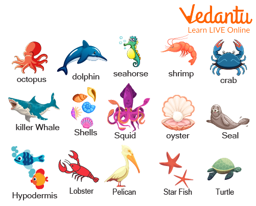 Various Ocean Animals