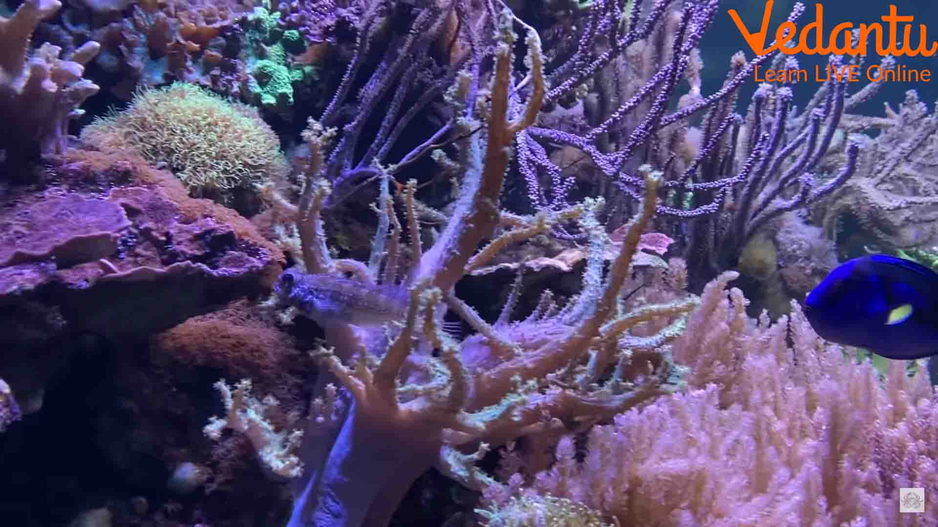 Beautiful Corals in an Aquarium