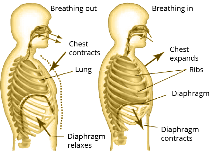 Breathing mechanism