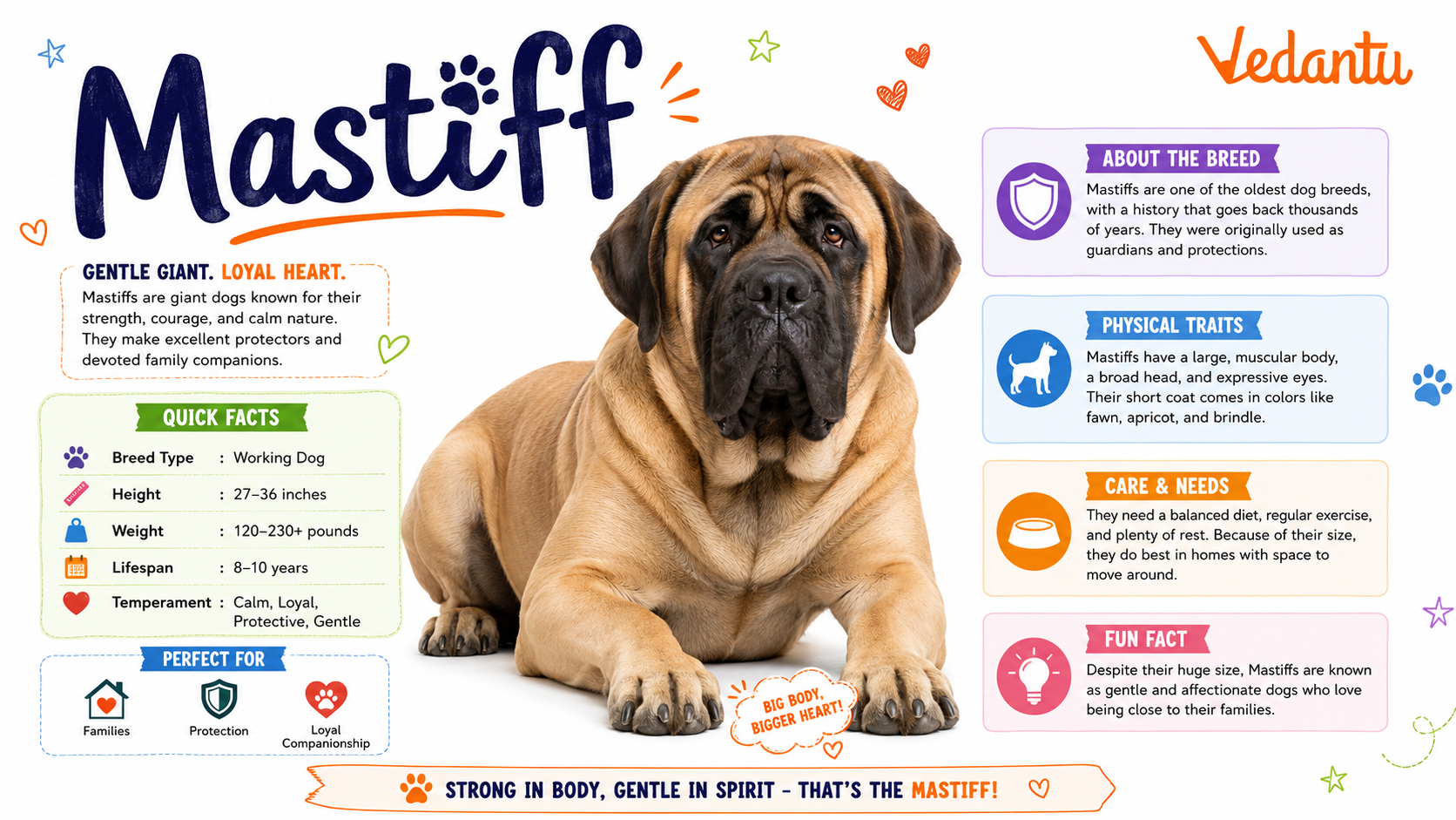 Mastiff dog breed standing with strong muscular body