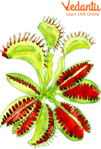 Venus Flytrap