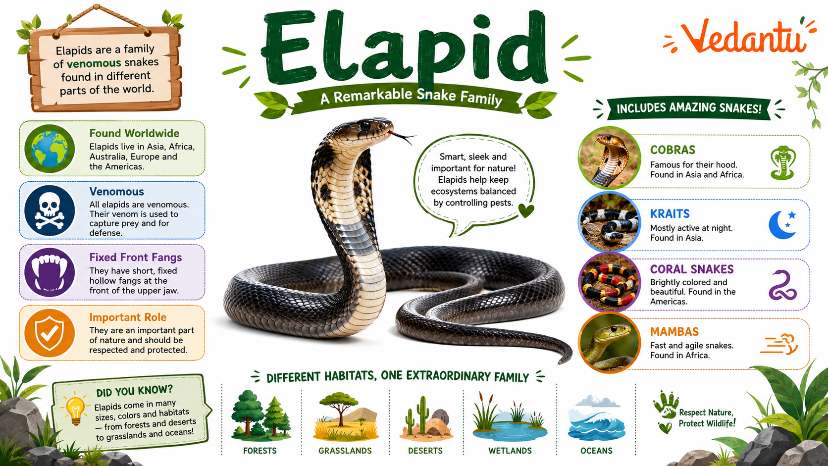 Elapid snake showing typical body shape and hooded cobra feature