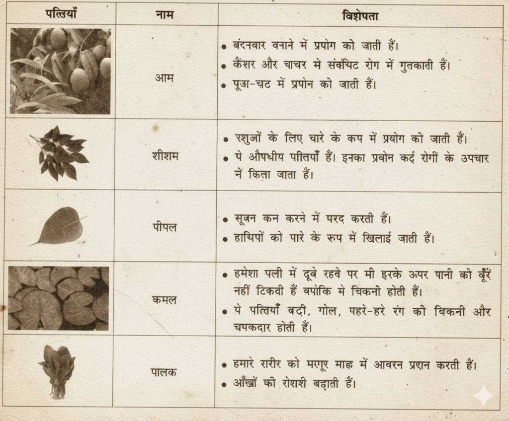 पत्तियों के नाम तथा विशेषताएँ