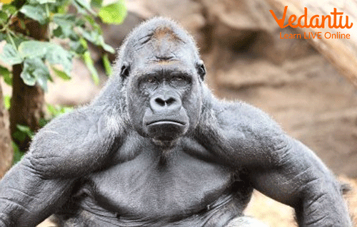 A hairless muscular gorilla