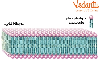 Phospholipid Layer in Cell Membranes