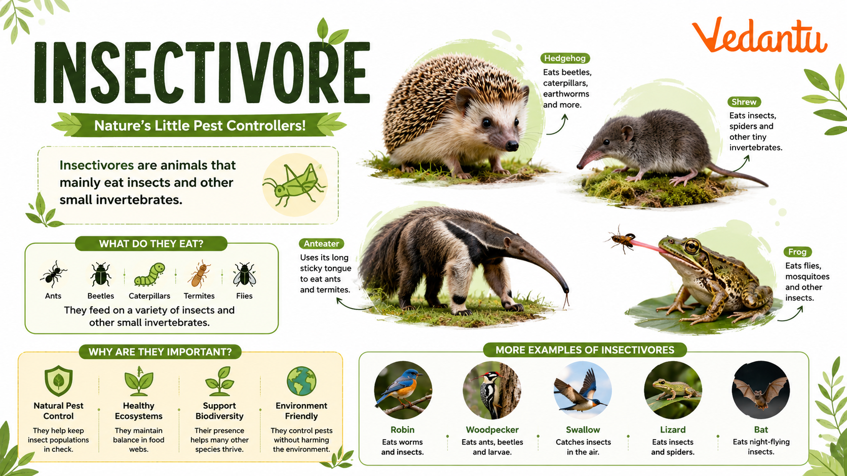 Insectivore animal eating insects