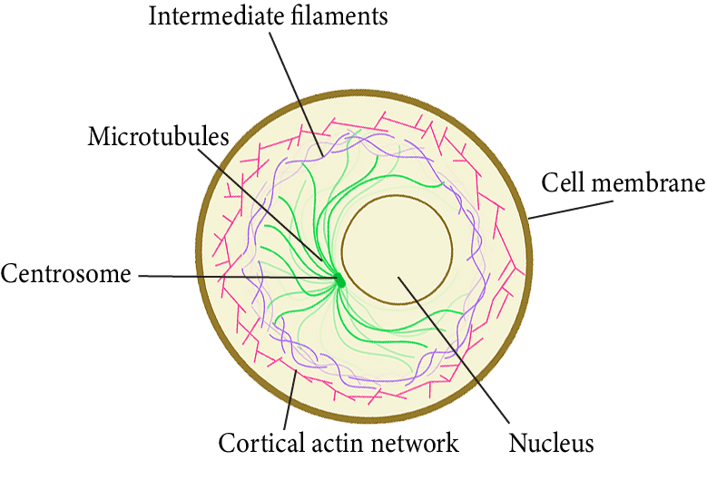 Cytoskeleton