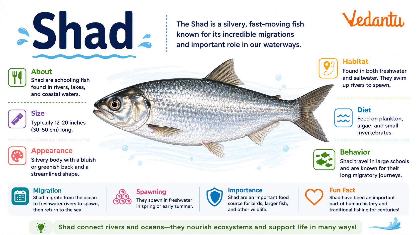 Shad fish