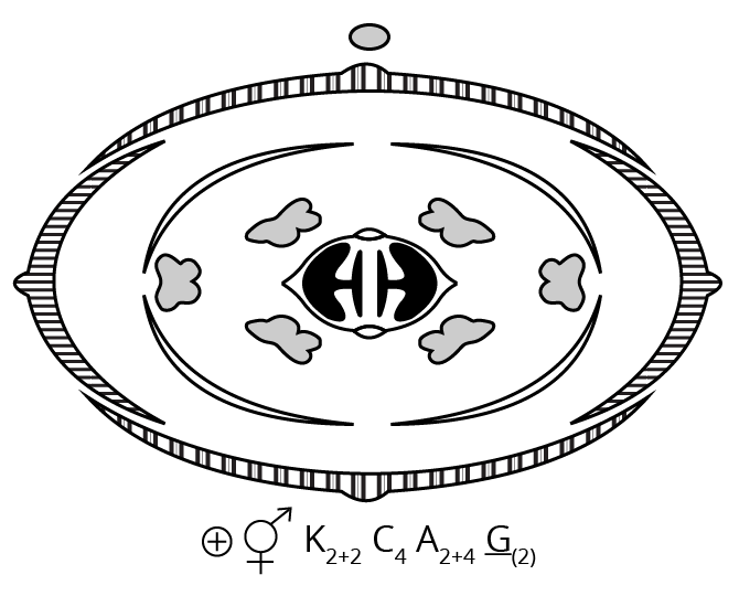 vexillary layout, a standard rear and outer, two wings, two fused small keel, papilionaceous shape.