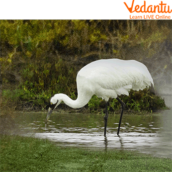 Crane Drinking Water