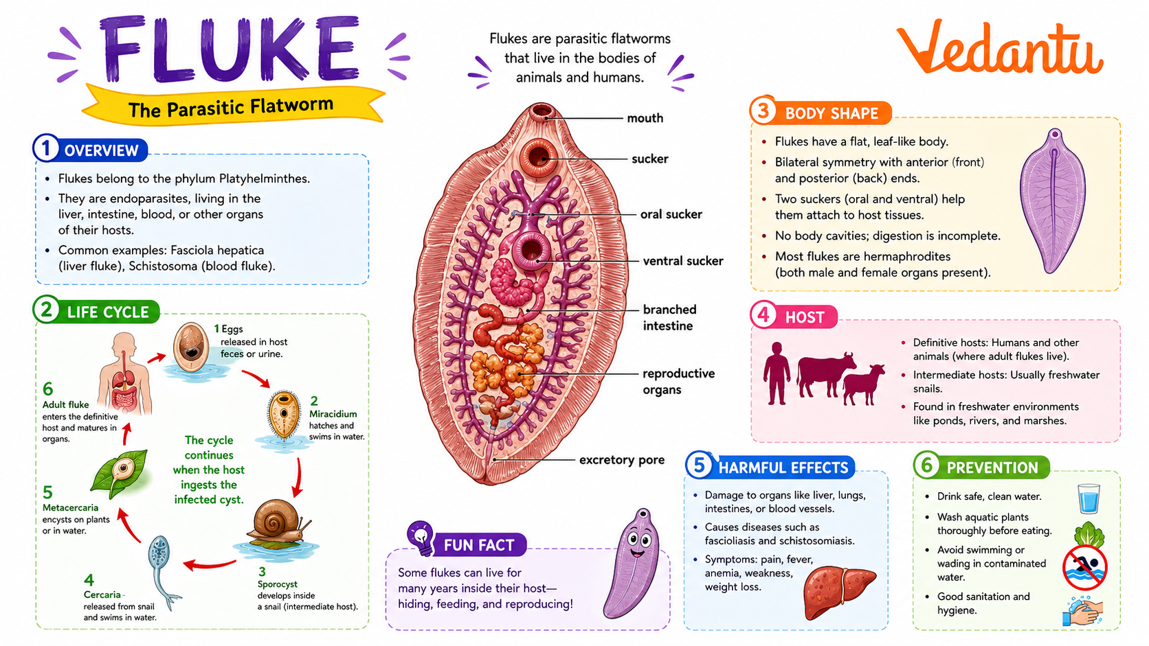 Fluke flatworm parasite