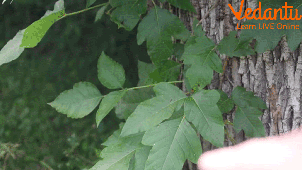 Poison Ivy Plant