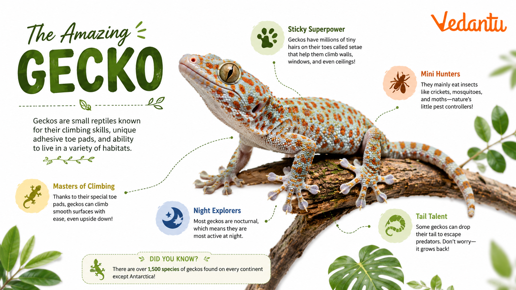 Gecko reptile with sticky feet and large eyes