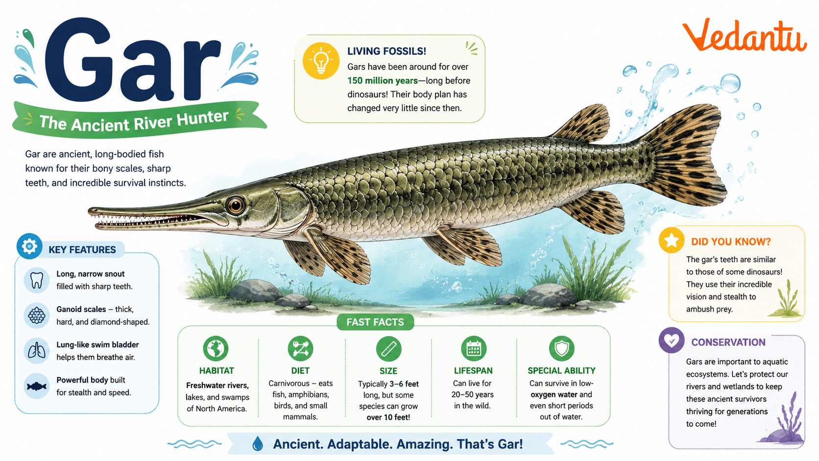 Gar fish