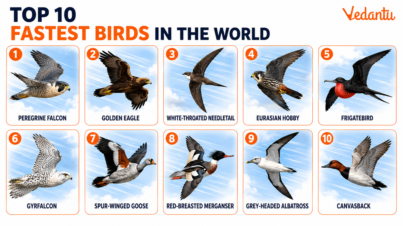 Top 10 Fastest Birds In The World
