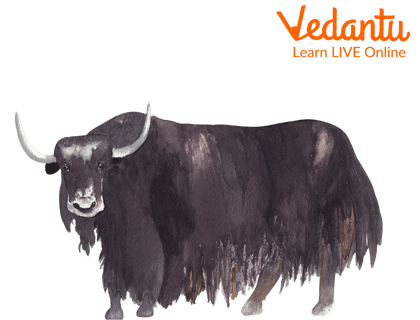Facts About Yak | Learn Important Terms and Concepts