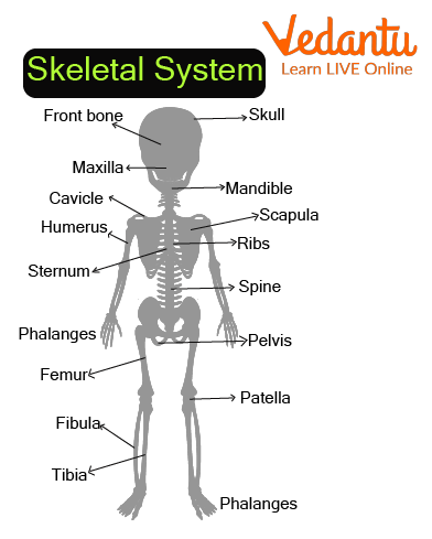 Skeletal System