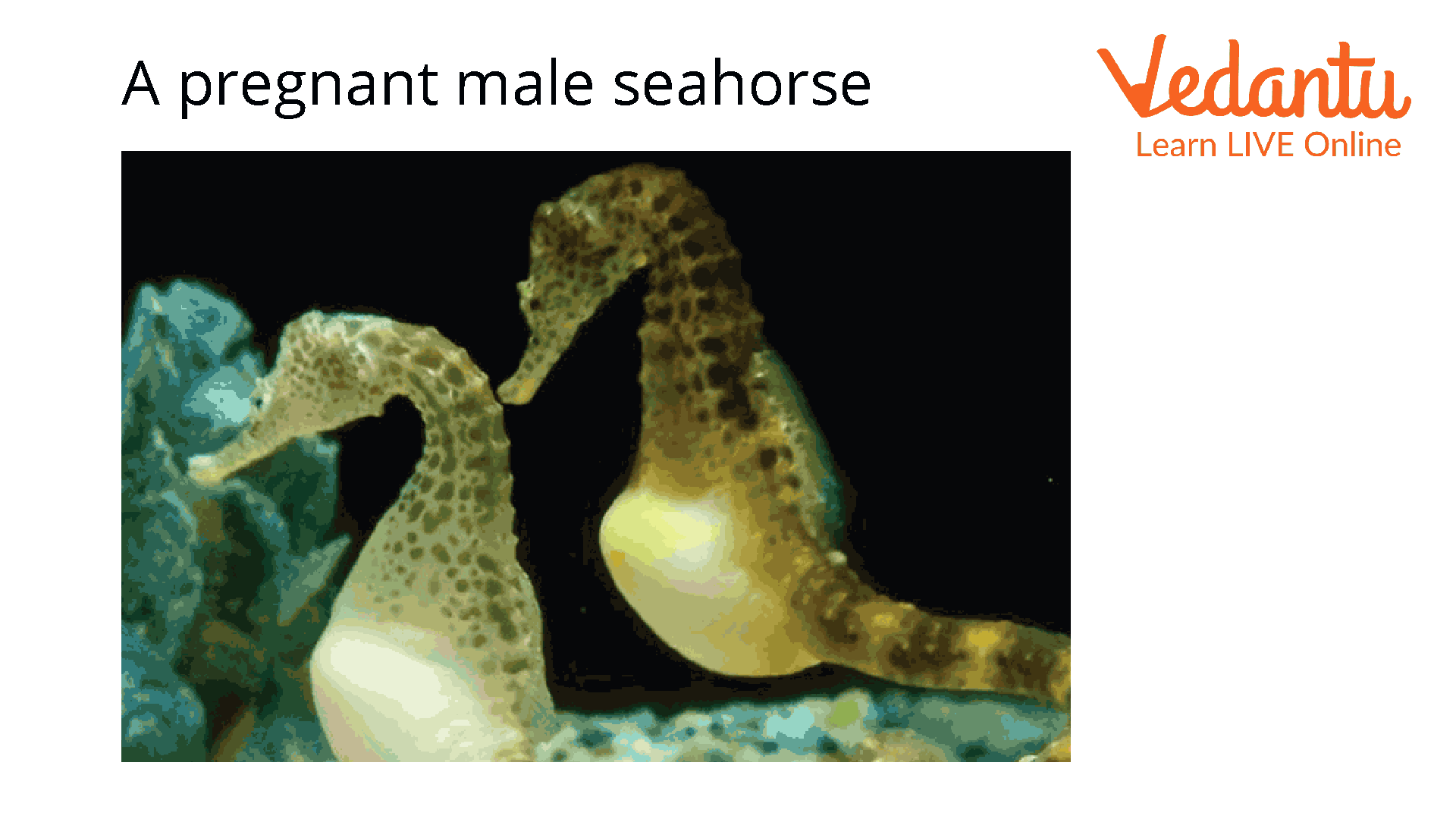 A Pregnant Male Seahorse