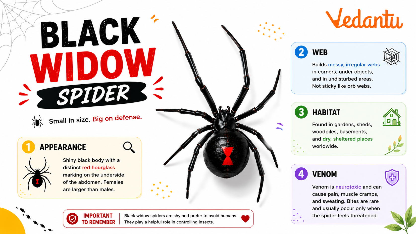 Black Widow Spider