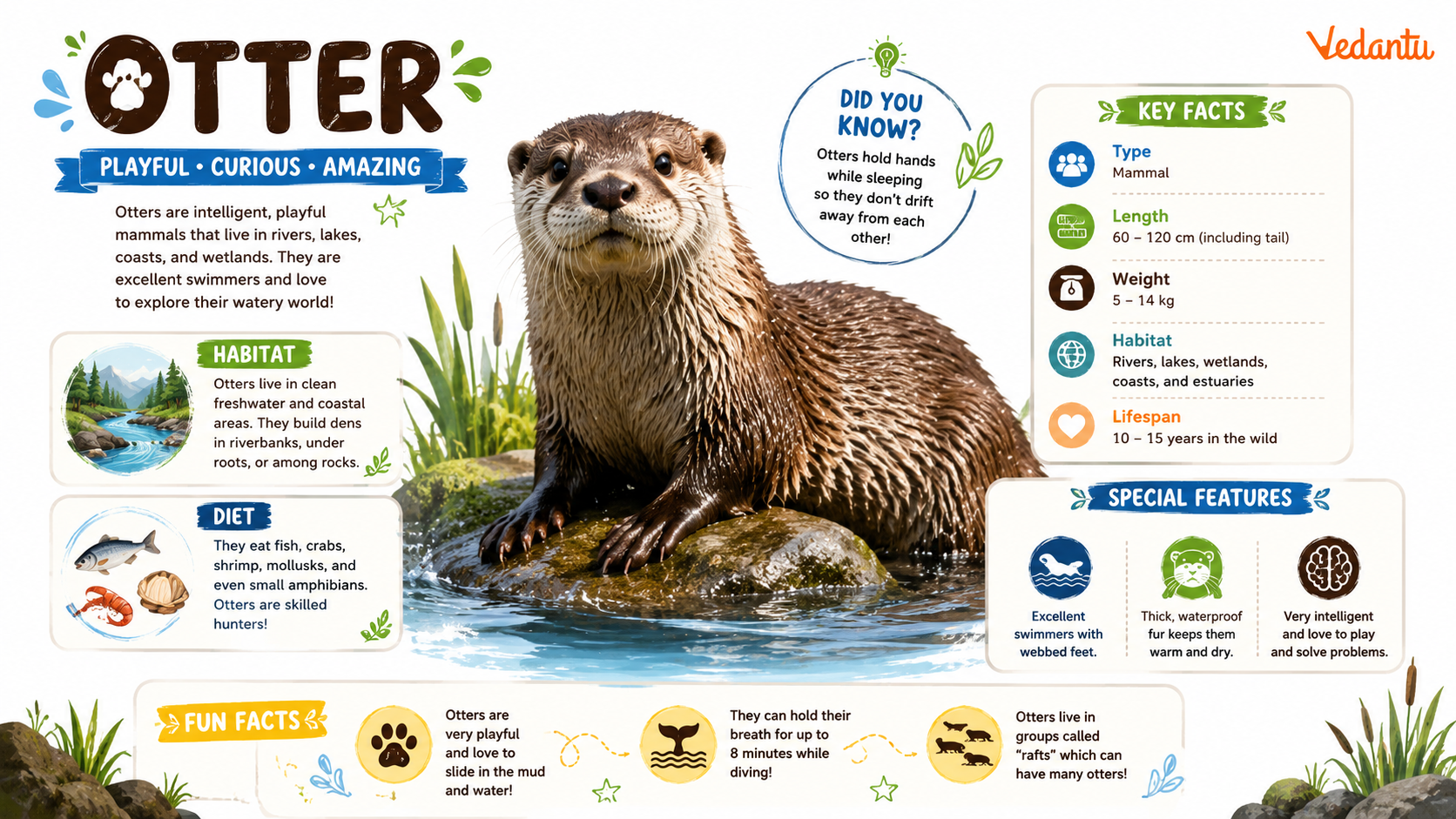 Otter swimming in water
