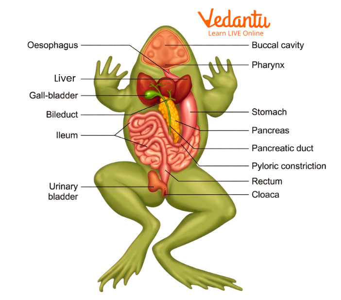 Anatomy of Frog Digestive System