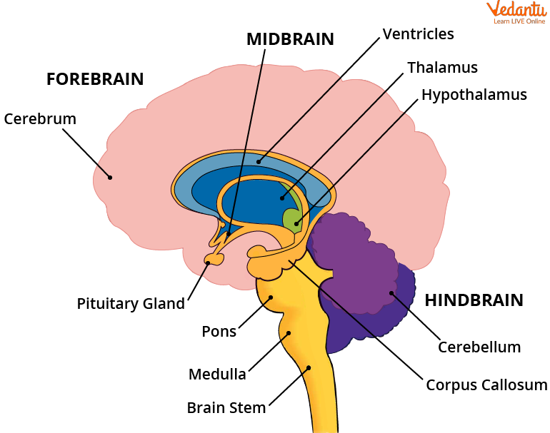 parts of the human brain and functions