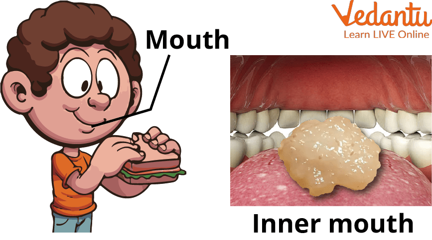 Inner Mouth