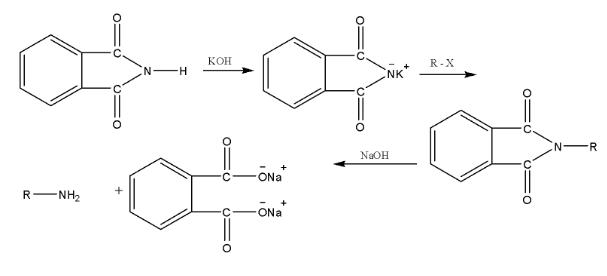 Gabriel phthanlimide synthesis