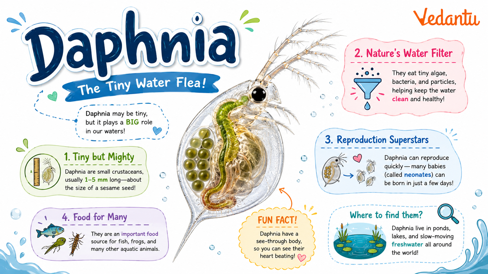 Daphnia water flea under microscope