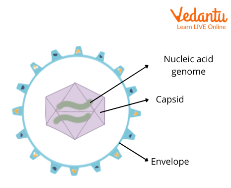 Structure of Virus