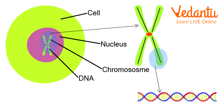 Location and constituent of chromosomes