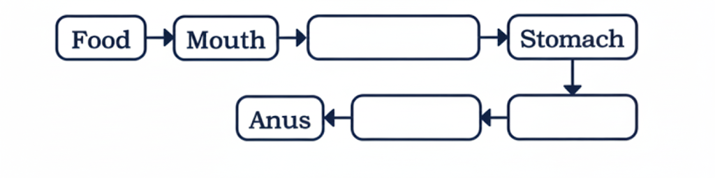 Question 1.  Complete the journey of food through the alimentary canal by filling up the boxes with appropriate parts