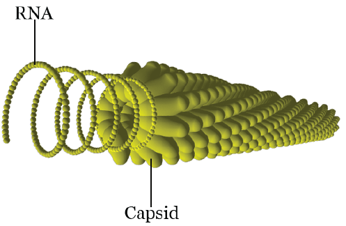 Tobacco mosaic virus